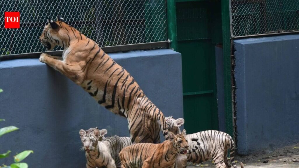 Forest min: Tigers are invaluable part of country’s natural heritage | Patna News