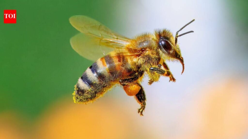 Scientists changed the fats in honeybees’ diets before pesticide exposure; survival rose to 90%, compared with below 50% on other diets
