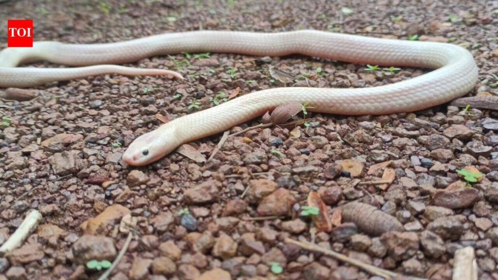 Rights commission calls for appointments to care for snakes | Thiruvananthapuram News