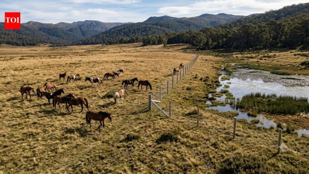 Australia built a $187,000 electric fence across Wild Horse Plain, but the real reason lies beneath one of its rarest alpine wetlands | World News