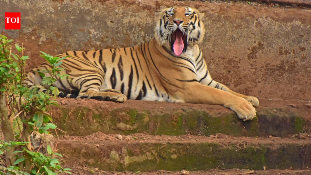 Foresters to tackle human-wildlife conflict | Vadodara News
