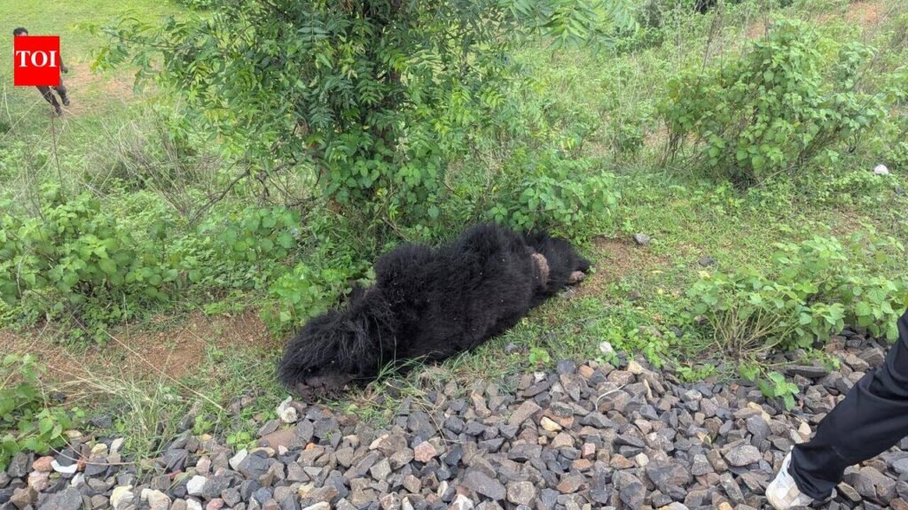 Sloth bear run over by train | Nagpur News