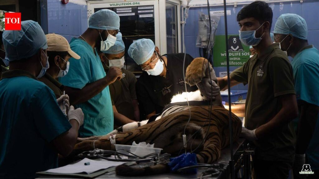 Bannerughatta Biological Park performs rare root canal on Bengal Tigress ‘Sinchana’ | Bengaluru News