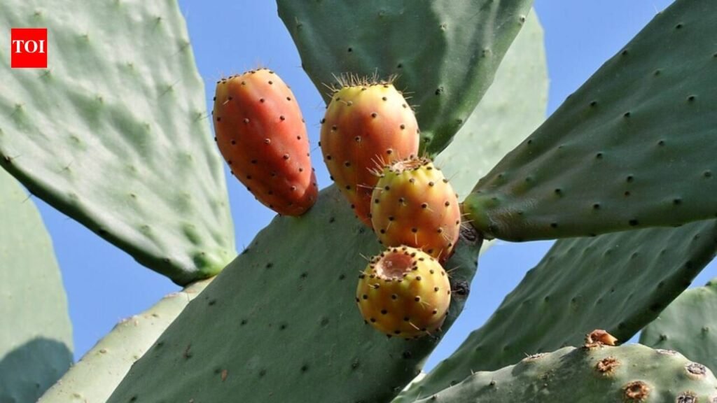 For years, Mediterranean farmers defended prickly pear against removal; a study suggests the cactus can help native plants recover on degraded drylands