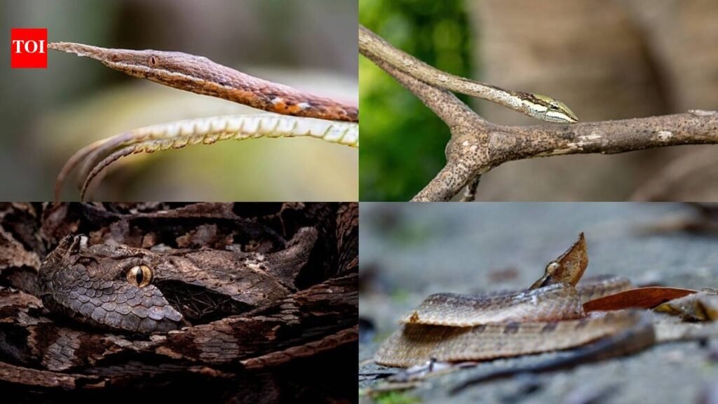 Snakes that look like dry leaves and twigs: Nature's most convincing disguise artists