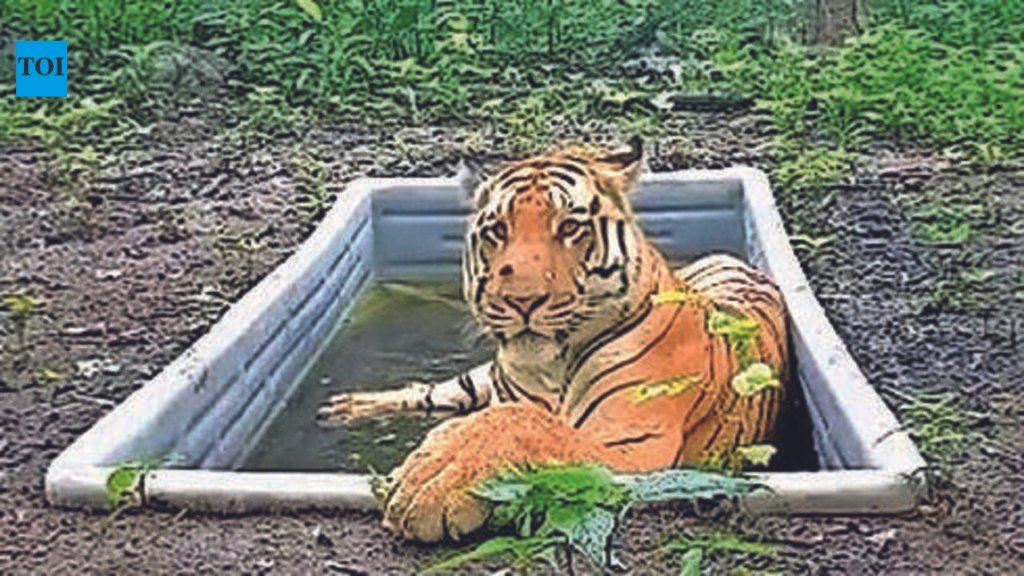 Came, saw, stayed: Lone tiger completes 17 months in Gujarat | Ahmedabad News
