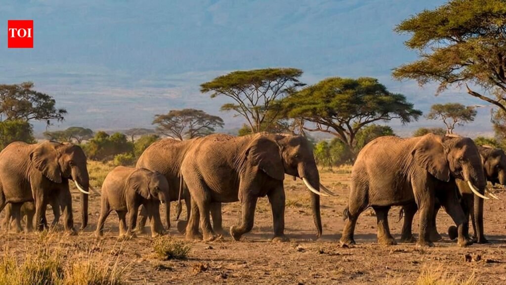 15 elephants suspected to have died after eating pesticide-sprayed tomatoes near Kenya’s Amboseli National Park | World News