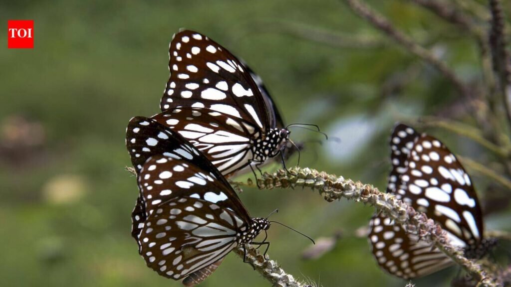 ZSI completes 12-yr cataloguing of India’s 13,703 butterfly, moth species | Kolkata News