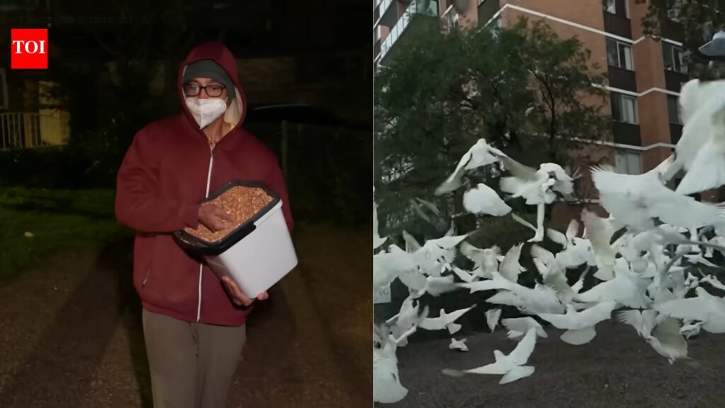 Australia’s mysterious ‘Birdman’ has spent two years feeding birds in the middle of the night, leaving the neighbourhood plagued by a daily ‘poo explosion’ | World News