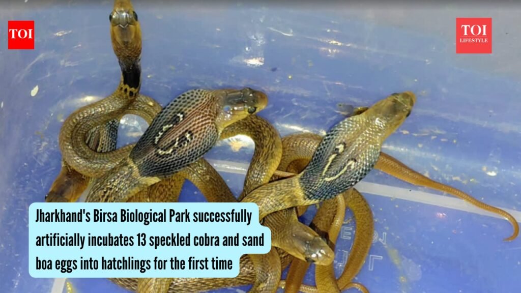 Jharkhand’s Birsa Biological Park successfully hatches 13 speckled cobra and sand boa eggs through artificial incubation for the first time