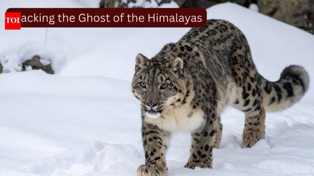 Scientists fitted GPS collars on four elusive snow leopards, known as the ‘Ghosts of the Himalayas,’ to uncover their secret lives; the breakthrough could transform wildlife tourism