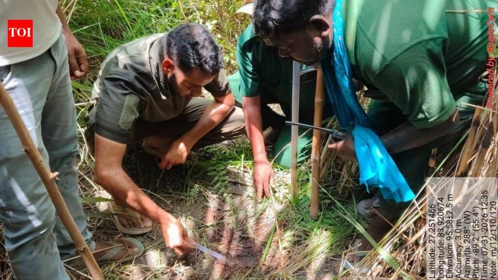 Back-to-back tiger attacks claim two lives near VTR | Patna News