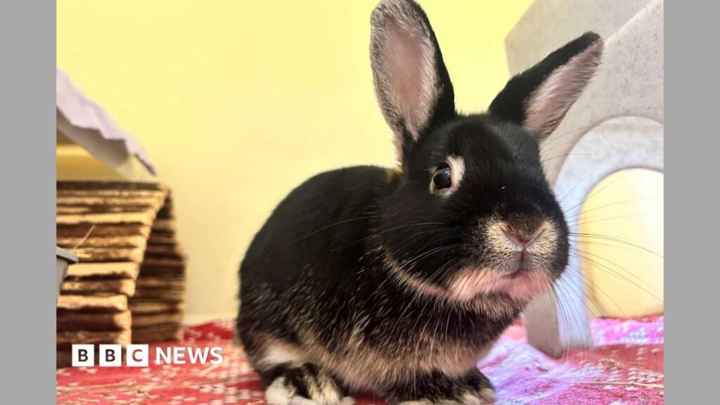 Labour politician wants training courses for rabbit owners in Wales
