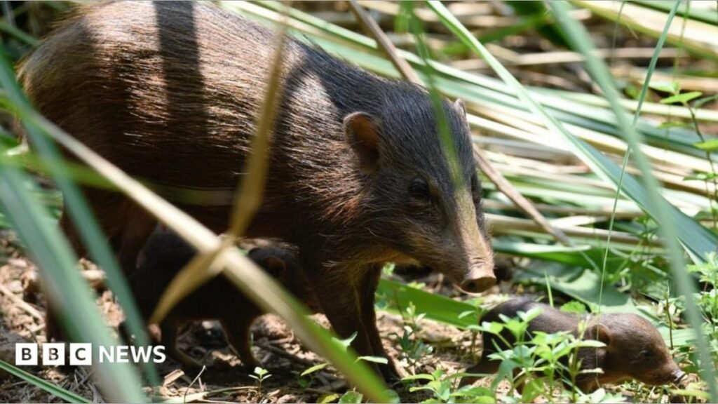 Endangered pygmy hogs released in India by Jersey trust