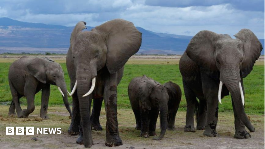 Amboseli elephant deaths: Kenya Wildlife Service suspects pesticide-sprayed tomatoes to be the cause