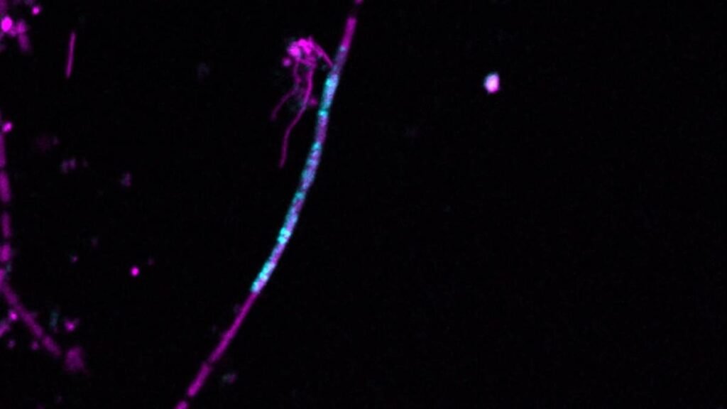 Why scientists watched a gene hop from a predator into its prey