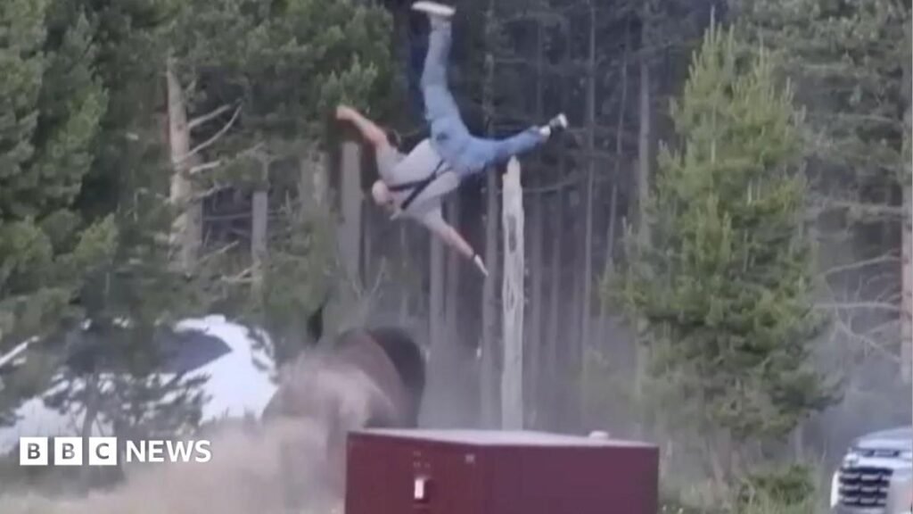 Bison rams elderly man in Yellowstone, flinging him into the sky