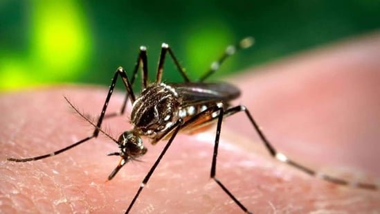 India gets its first dengue vaccine: Doctors explain who can take it, how it works and whether it’s right for you