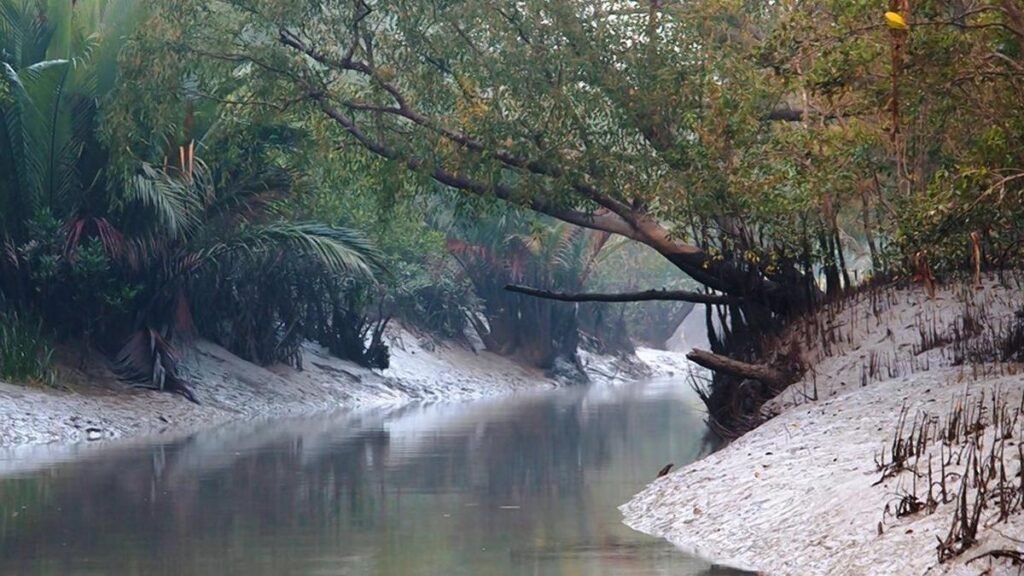As BSF mulls 90-km Sundarbans fence, security clashes with ecology