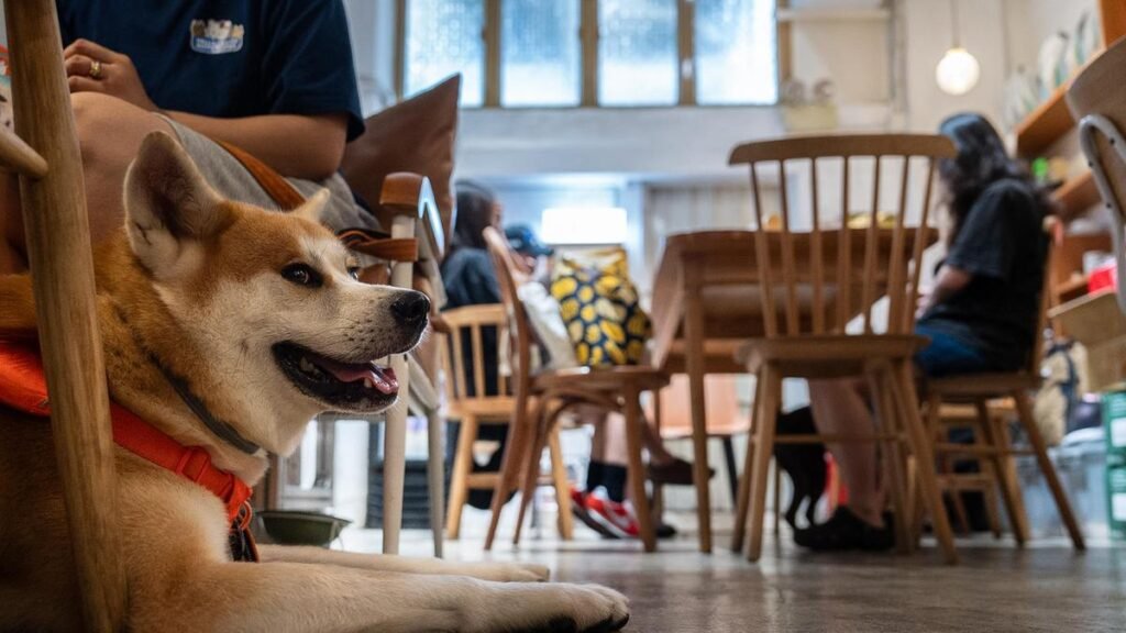 Hong Kong eateries welcome dogs inside as city relaxes dining restrictions
