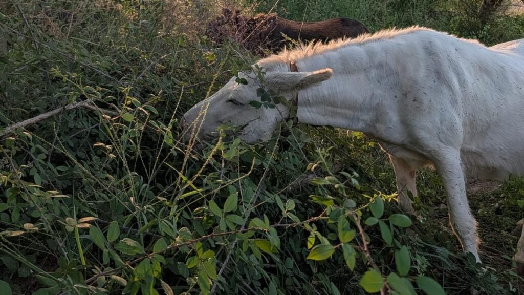 Europe pioneers ‘firefighter donkeys’ to prevent wildfires