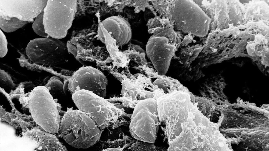 Science Quiz | On historical diseases that changed history