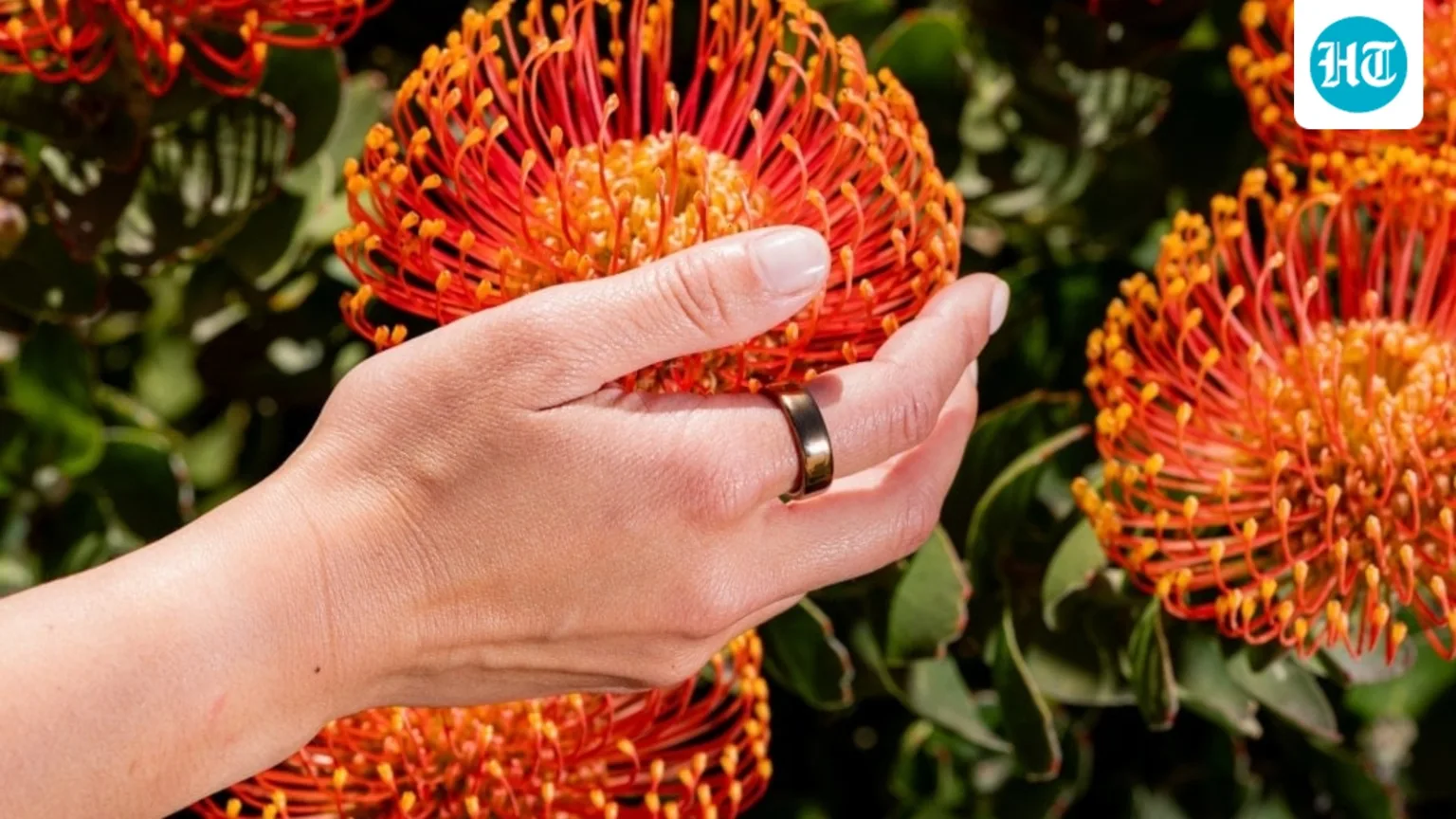 The reason I swapped my smartwatch for a smart ring may surprise you
(HT Tech)