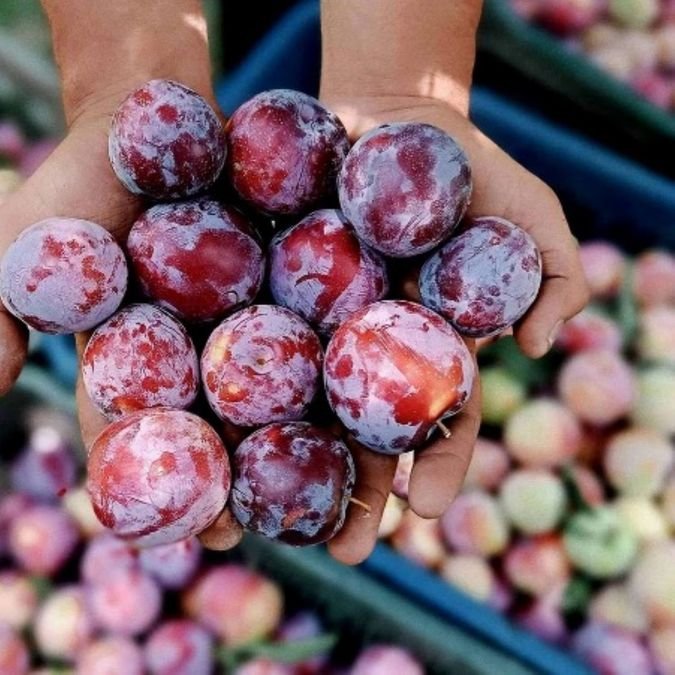 Kashmir’s Premium Fruits Are Winning Global Markets
