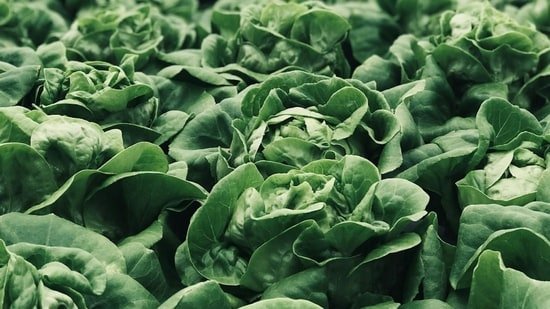 US Cyclospora outbreak crosses 4000 cases: Gastroenterologist Dr Salhab shares foods to add and avoid during recovery