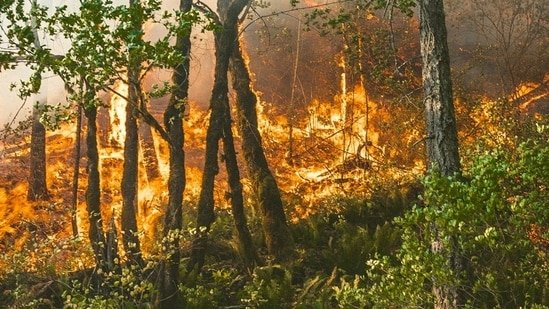 Novato fire: Evacuations ordered near Sequoia Glen Lane in Marlin County; check map, visuals