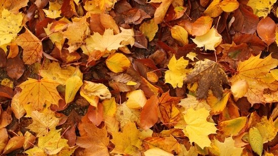 The Old Farmer’s Almanac has a fall forecast. Astrology has a different outlook for the season