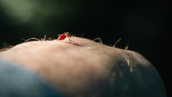 When should you get tested for malaria? Doctor explains and shares testing methods