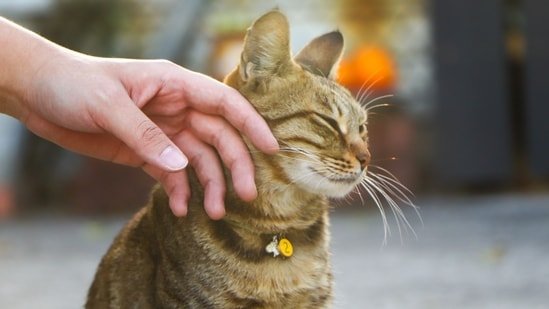 Dr Kunal Sood explains how you can get ringworm from cats, shares how to stay safe