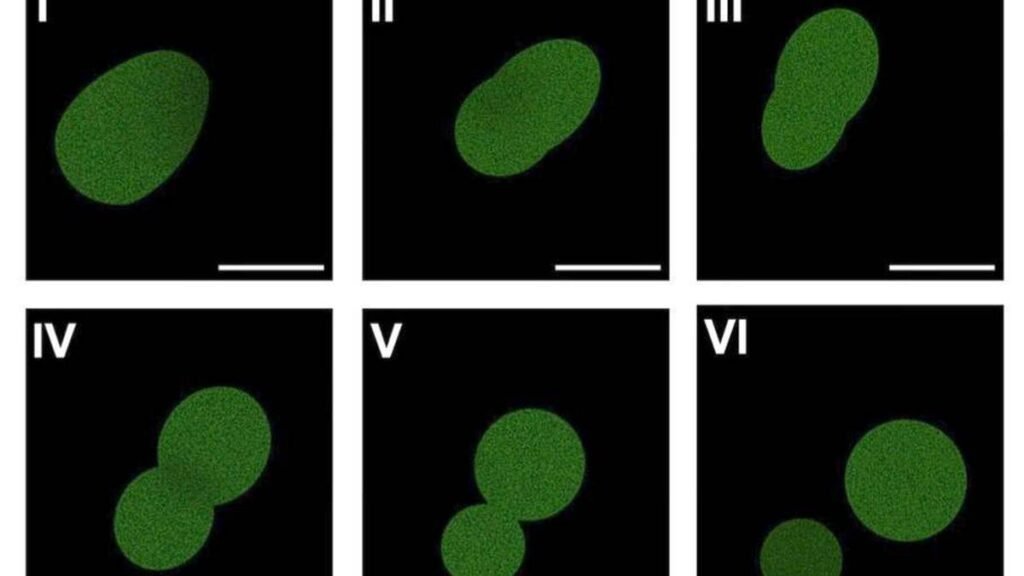 New synthetic cell can eat, grow, divide
