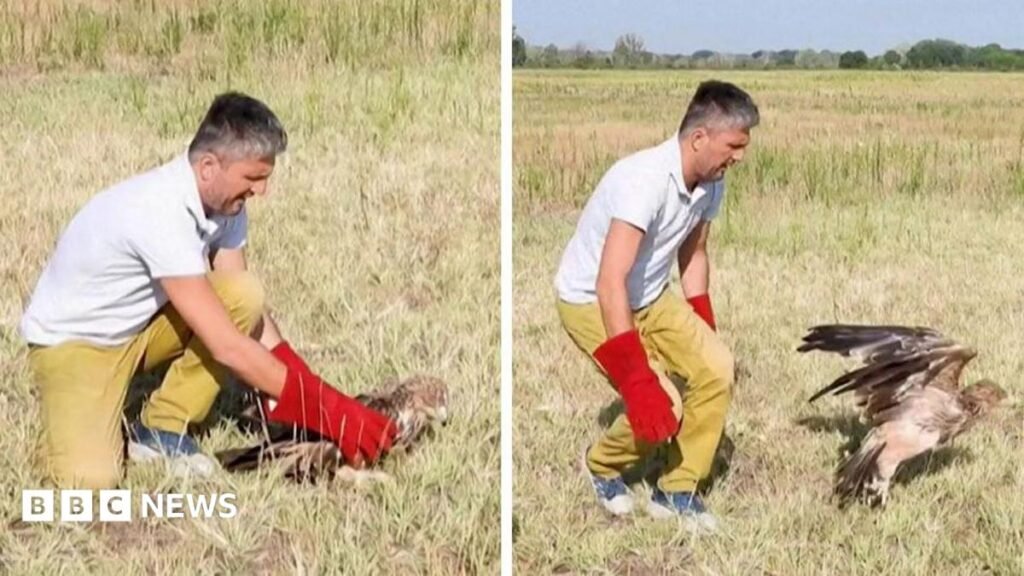 Kidnapped rare Serbian eagle freed into wild after rescue