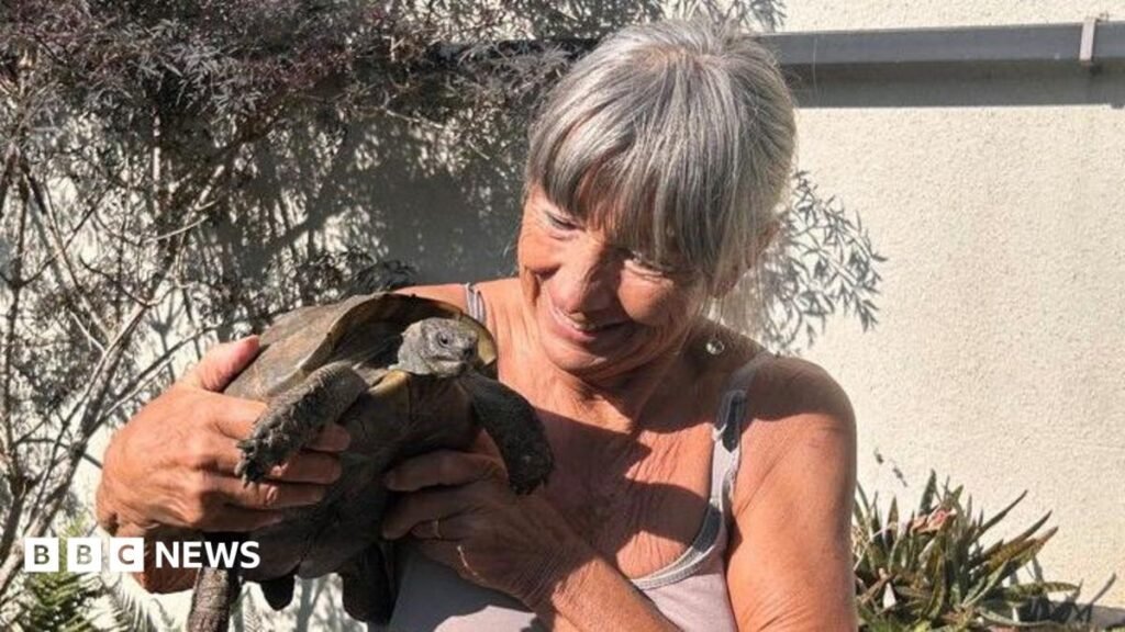 Tortoise that ended up at Cornwall tip reunited with owner