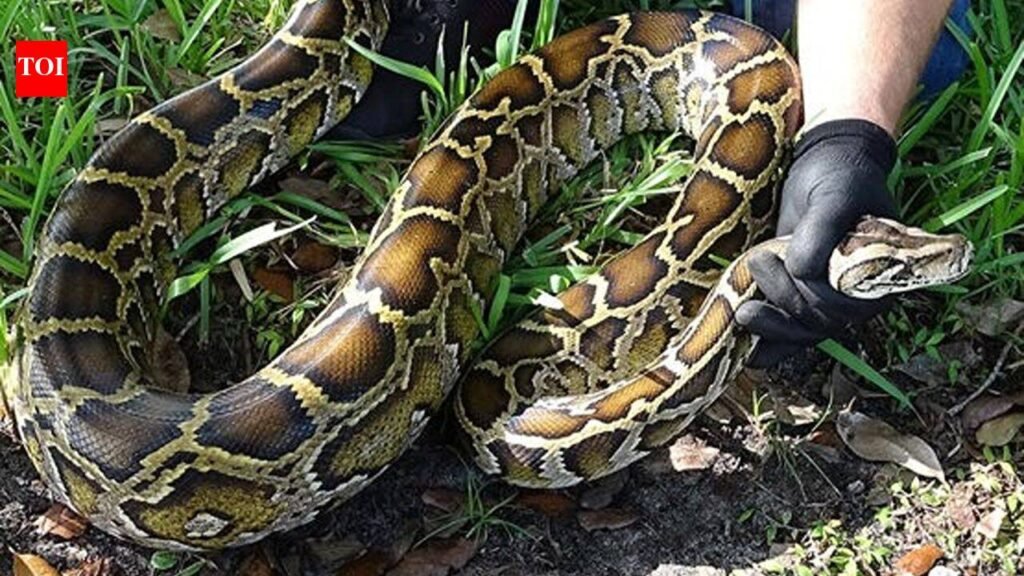 When a district in Florida’s Everglades used robot rabbits to eliminate its ever-growing population of Burmese pythons