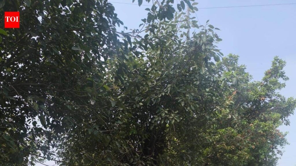 Bikers take risky shortcut through Greater Noida green strip to bypass snarls | Noida News