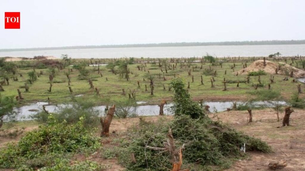 Over 12,000ha forest land diverted for non-forest use in Odisha since 2021: Min | Bhubaneswar News