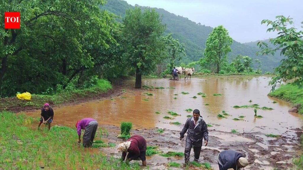 Ambegaon’s tribal farmers seek scientific revival of padkai scheme after rainwater devastates farmlands | Pune News