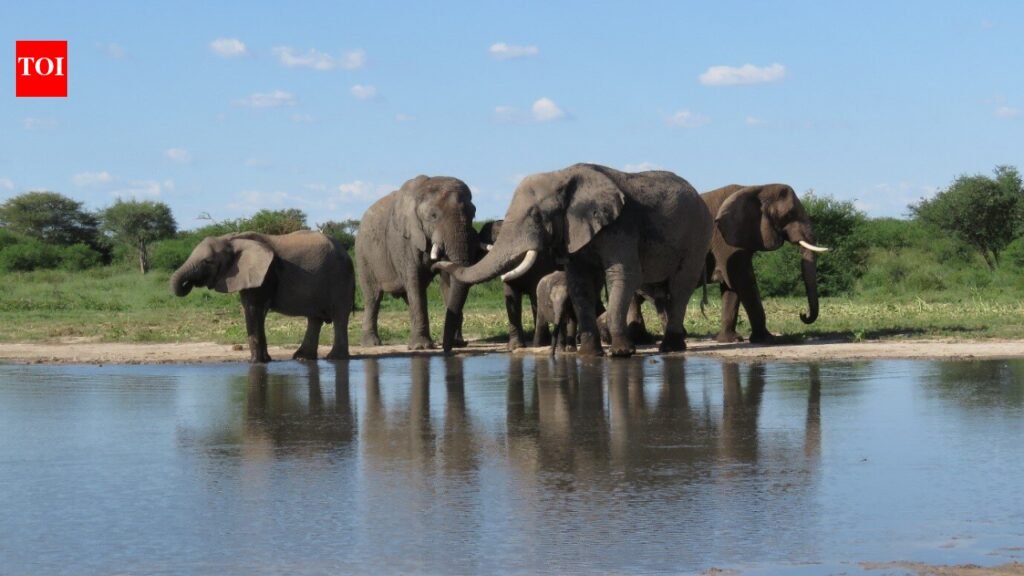 South Africa released 11 formerly captive elephants onto wild reserves; five years later, their behaviour closely matched elephants that had never lived in captivity