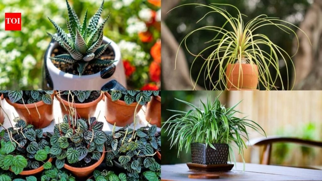 5 small plants that never die