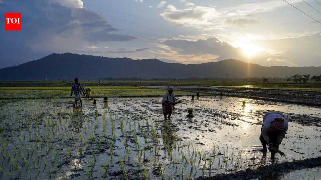 Floods derail paddy plans, Assam turns to alternative crops for farmers’ sustenance | Guwahati News