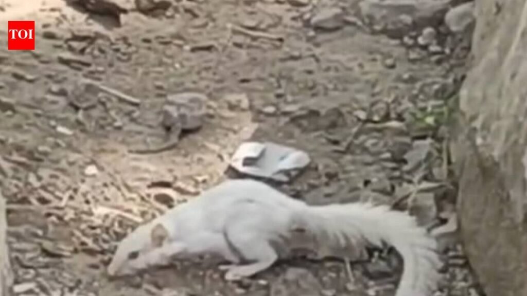 Rare albino squirrel spotted in Tonk after a year | Jaipur News