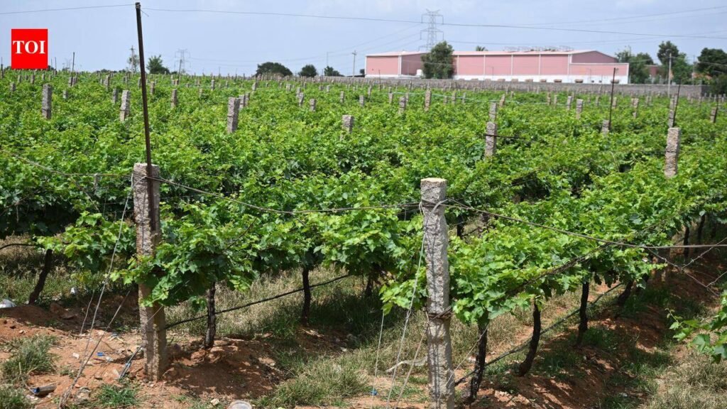 Crushing Realty Squeezes Hyderabad’s Once-Flourishing Vineyards | Hyderabad News