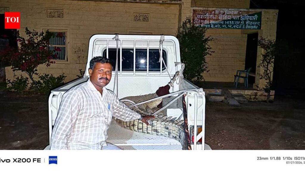 Gharial rescued in Jaisalmer, returned to Punjab for rehabilitation | Jaipur News