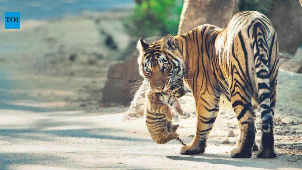 Tigress T-127 spotted with two cubs in Ranthambore Tiger Reserve | Jaipur News