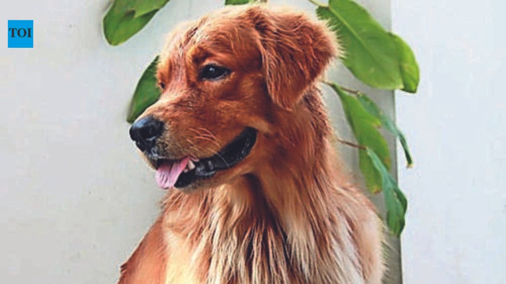 Chest coughs, ticks, fungal infections see a sharp uptick among pets this monsoon | Pune News