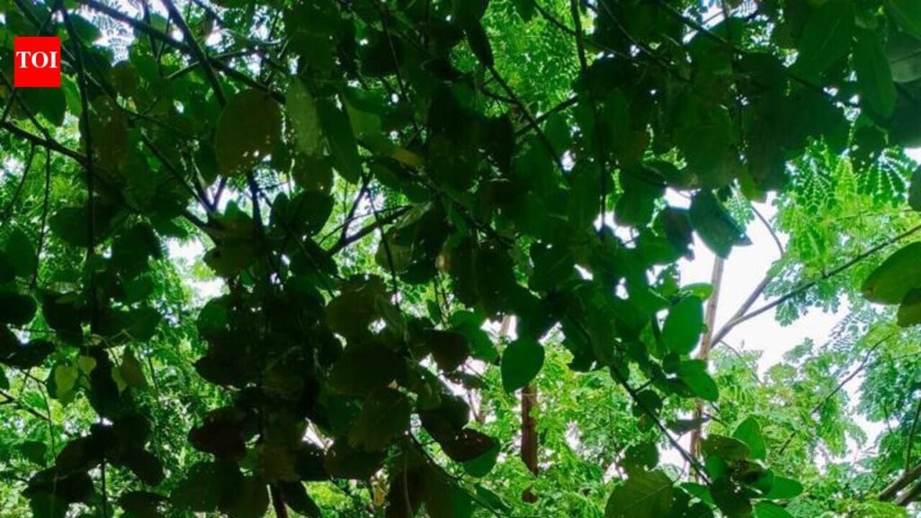 In a first, Ahmedabad gets a bus stop built around tree | Ahmedabad News