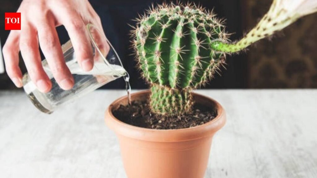 7 Watering mistakes that can kill your cactus plant